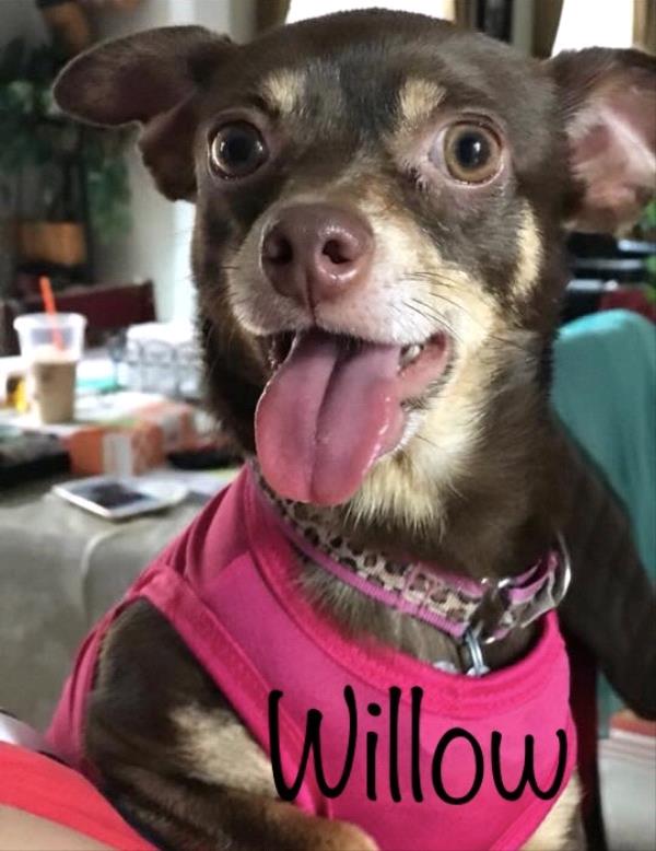 /images/uploads/griffin pond animal shelter/loveyourpet2018/entries/6568thumb.jpg